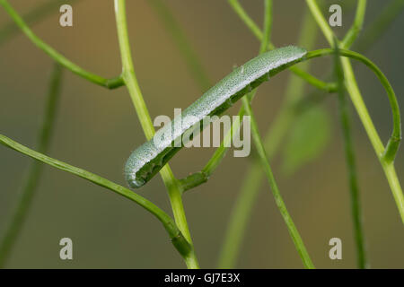 Aurorafalter, Raupen, Raupe, Aurora-Falter Anthocharis cardamines,, orange-tip, Caterpillar, L'Aurore. Mimese Tarntrac Tarnung,, Banque D'Images