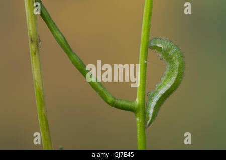 Aurorafalter, Raupen, bei der Raupe, Aurora-Falter Verpuppung, Puppe, Anthocharis cardamines, orange-tip, chenille, chrysalide, pup Banque D'Images