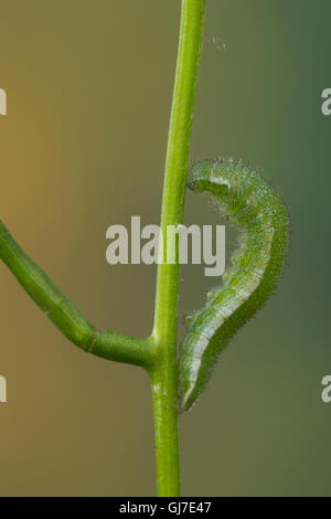 Aurorafalter, Raupen, bei der Raupe, Aurora-Falter Verpuppung, Puppe, Anthocharis cardamines, orange-tip, chenille, chrysalide, pup Banque D'Images