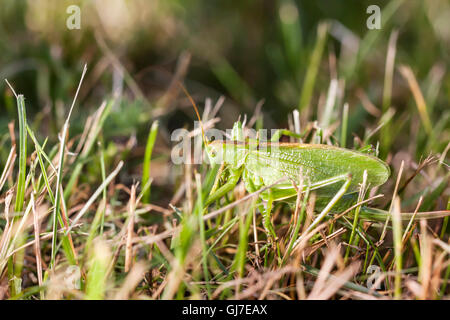Libre d'une grande sauterelle verte sur une herbe Banque D'Images