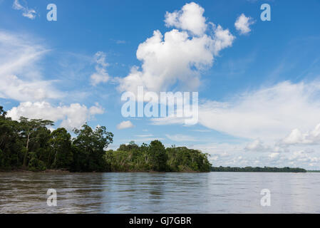 Forêt le long du Rio Napo, affluent de l'Amazone. L'Équateur, en Amérique du Sud. Banque D'Images