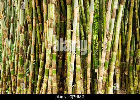 Bamboo forrest close up, clôture de plus en plus de tiges fermer Banque D'Images