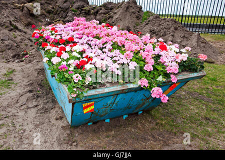 Une plantation inhabituelle à grande échelle de fleurs d'été, avec des géraniums couvrant un bleu des constructeurs de métal rubbisah skip, Southport, Royaume-Uni Banque D'Images