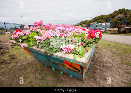 Une plantation à grande échelle de fleurs d'été, avec des géraniums couvrant un blue metal builders skip, Southport, Royaume-Uni Banque D'Images