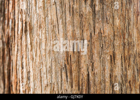 La texture de l'écorce de l'arbre de teck Banque D'Images