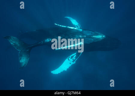 Une baleine à bosse (Megaptera novaeangliae) rouleaux de veau sur le dessus de sa mère lorsqu'elle est sous l'eau dans la mer des Caraïbes. Banque D'Images