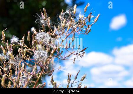 Graines de coton Scotch Thistle pris sur des chardons Banque D'Images