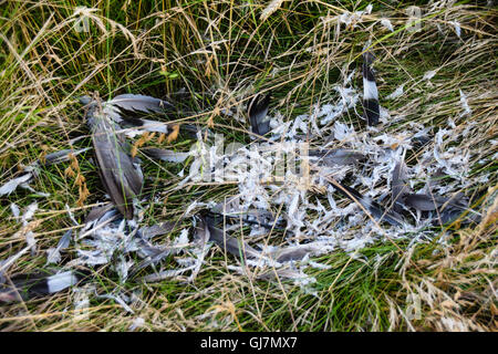 Le plumage des oiseaux dans les hautes herbes, des oiseaux était la proie pour l'animal de chasse Banque D'Images