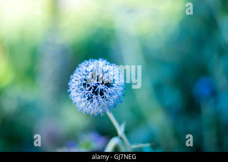 Globe thistle plante dans la nature Banque D'Images