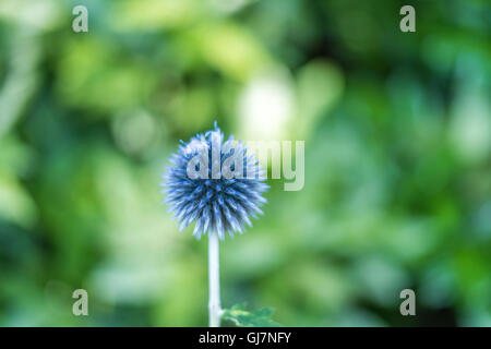 Globe thistle plante dans la nature Banque D'Images