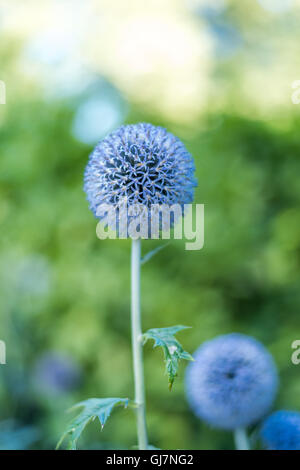 Globe thistle plante dans la nature Banque D'Images