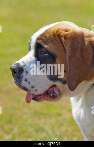 Chien Saint Bernard. Produites à l'origine comme une race capable de rechercher des personnes perdues, même sous la neige, dans les Alpes de la Suisse, l'Europe. Banque D'Images