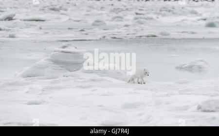 Renard arctique Banque D'Images