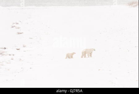 Mère Ours polaire marche à travers une tempête de neige Banque D'Images