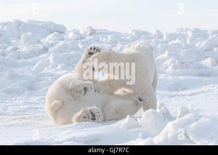 Deux ours polaires mâles Sparring Banque D'Images