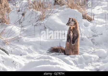 La martre des pins dans la neige Banque D'Images