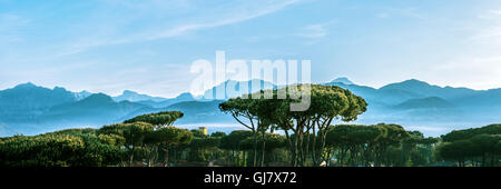 L'Italie, les montagnes, Toscane, Massa, Pietrasanta, pin, bois de pin, décor Banque D'Images