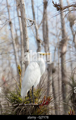 Belle Aigrette se tient en équilibre sur un Tillandsia Airplant en Floride's Big Cypress Préserver dans de doux lumière du matin. Banque D'Images