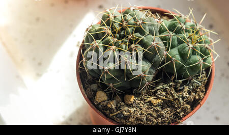 Les Gymnocalycium cactus pousse dans un pot de fleurs Banque D'Images