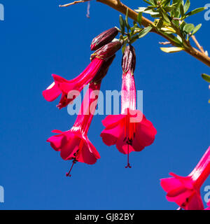 La Cantuta, la fleur sacrée des Incas et fleur nationale du Pérou tourné en extérieur par temps ensoleillé Banque D'Images