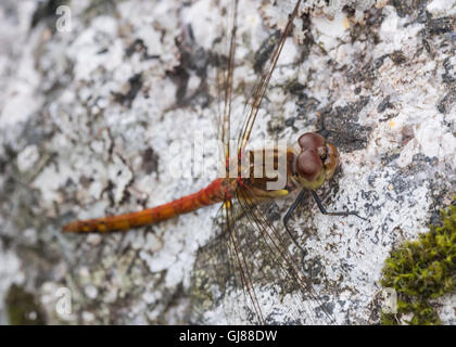 Dard commun homme, nouvelle abbaye Mill Pond, Dumfries et Galloway, Écosse, Royaume-Uni Banque D'Images