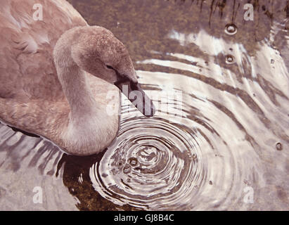 Les jeunes dans les milieux de l'eau Gouttes Swan Lake au lac St James Park à Londres Banque D'Images