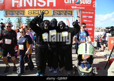 Sydney, Australie. 14 août 2016. Environ 80 000 personnes auraient pris part à la ville2Surf race à Sydney. Les 14 kilomètres de course a porteur de Hyde Park dans le centre-ville à la plage de Bondi. Certaines personnes ne l'exécuter dans fancy dress costumes. Sur la photo : coureurs vêtus de costumes de gorilles après avoir franchi la ligne d'arrivée à la plage de Bondi. Crédit : Richard Milnes/Alamy Live News Banque D'Images