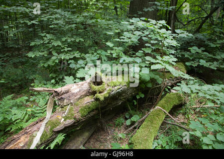 A diminué en partie enveloppé de mousse tilleul et un juvénile en arrière-plan, la forêt de Bialowieza, Pologne, Europe Banque D'Images