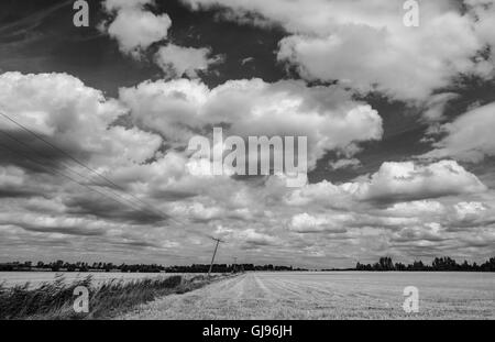 Cloudscape d'été au-dessus d'un champ de blé en été, montrant également les câbles d'alimentation suspendue à un poteau électrique tordues. Banque D'Images