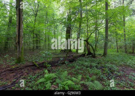 Le peuplement feuillu de la forêt de Bialowieza avec quelques vieux arbres et fougères,la forêt de Bialowieza, Pologne,Europe Banque D'Images