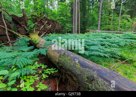 Broken vent vieille épinette norvégienne située dans le peuplement mixte de fougères,autour de la forêt de Bialowieza, Pologne,Europe Banque D'Images