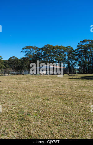 Live Stock yard dans les régions rurales de l'Australie Banque D'Images