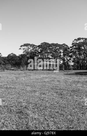 Live Stock yard dans les régions rurales de l'Australie Banque D'Images