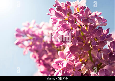 Close-up de la floraison des lilas (Syringa vulgaris) contre le ciel bleu Banque D'Images