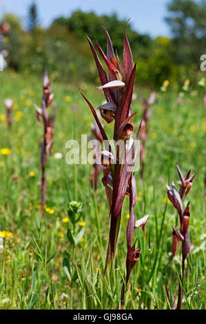 Des lèvres (Serapias vomeracea Serapias ) sur la péninsule de Pelion, Grèce Banque D'Images