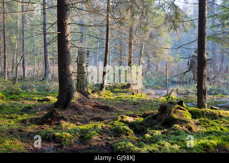 Sunbeam entrant dans la forêt de conifères marécageuses matin brumeux avec de vieux chêne et de pins, la forêt de Bialowieza, Pologne,Europe Banque D'Images