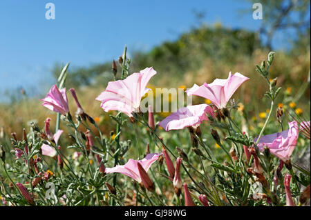 Mallow-leaved liseron des champs (Convolvulus althaeoides) sur la péninsule de Pelion, Grèce Banque D'Images