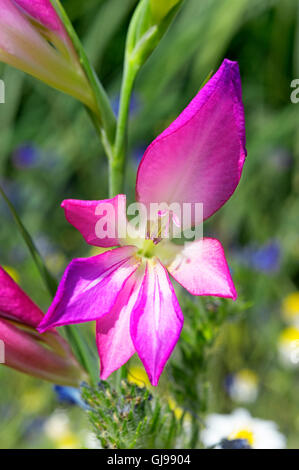 Glaïeuls sauvages (Gladiolus illyricus) sur la péninsule de Pelion, Grèce Banque D'Images