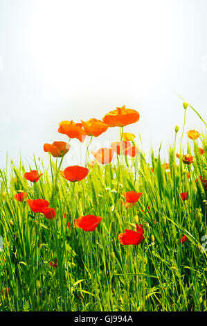Low angle view of red poppies (Papaver rhoeas) dans un champ Banque D'Images