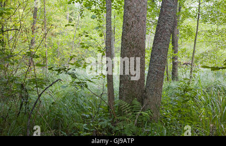 Zone marécageuse naturelles à l'intérieur de l'été, la forêt de Bialowieza, Pologne, Europe Banque D'Images