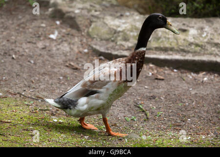 (Anas platyrhynchos Canard domestique domesticus). Banque D'Images