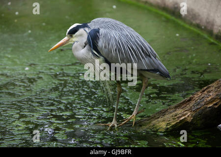 Héron cendré (Ardea cinerea) à Decin Zoo dans le Nord de la Bohême, République tchèque. Banque D'Images