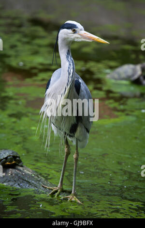 Héron cendré (Ardea cinerea) à Decin Zoo dans le Nord de la Bohême, République tchèque. Banque D'Images