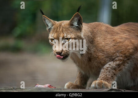 Le lynx (Lynx lynx lynx) à Decin Zoo dans le Nord de la Bohême, République tchèque. Banque D'Images