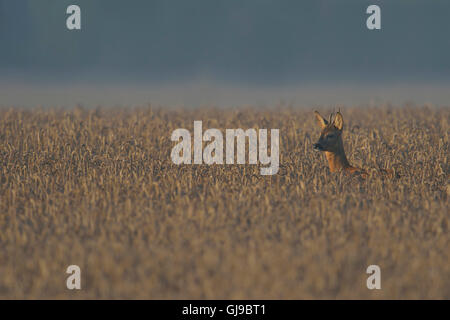 Les jeunes chevreuils / Reh ( Capreolus capreolus ) à haut sortie d'un champ de céréales, brumeux matin de fin d'été. Banque D'Images