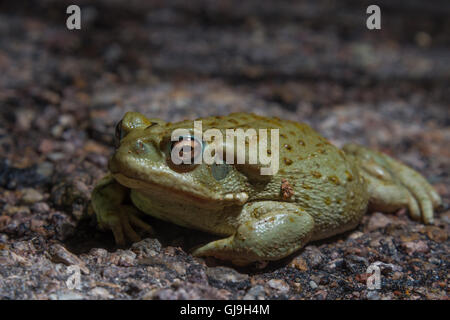 Désert de Sonora (Incilius alvarius, crapaud), absorbant l'humidité d'une route mouillée après une pluie. Vieux Ruby Road, Santa Cruz co., AZ Banque D'Images