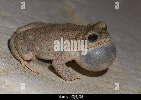 Mâle appelant à taches rouges, Toad Anaxyrus punctatus), (Sierra Co., New Mexico, USA. Banque D'Images