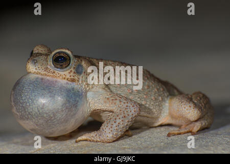 Mâle appelant à taches rouges, Toad Anaxyrus punctatus), (Sierra Co., New Mexico, USA. Banque D'Images