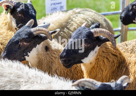 Mouton à la country fair Banque D'Images