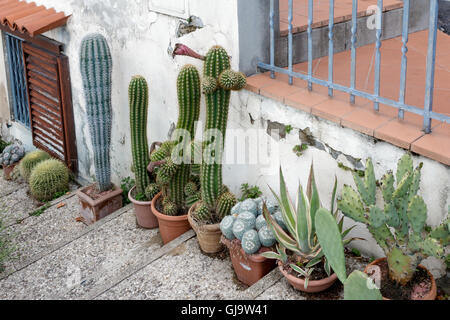 Les succulentes et les cactus en pot, sur les marches, Florence, Toscane, Italie Banque D'Images